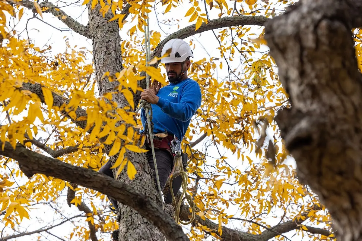 Skilled Tree Planing crew working in Roseville
